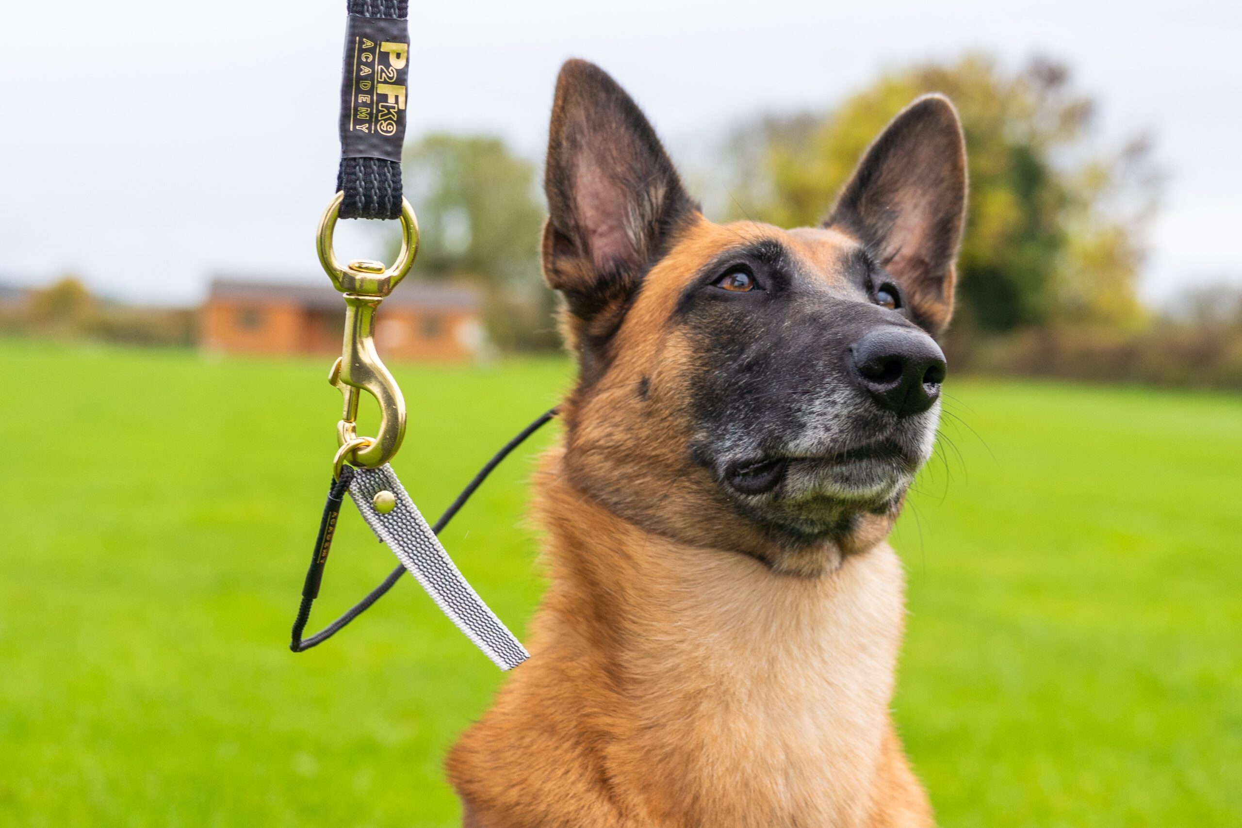 4mm Training Collar - Image 5